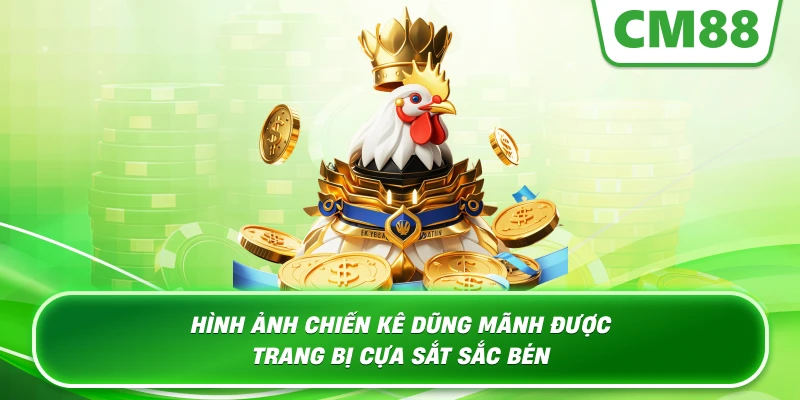 Hình ảnh chiến kê dũng mãnh được trang bị cựa sắt sắc bén